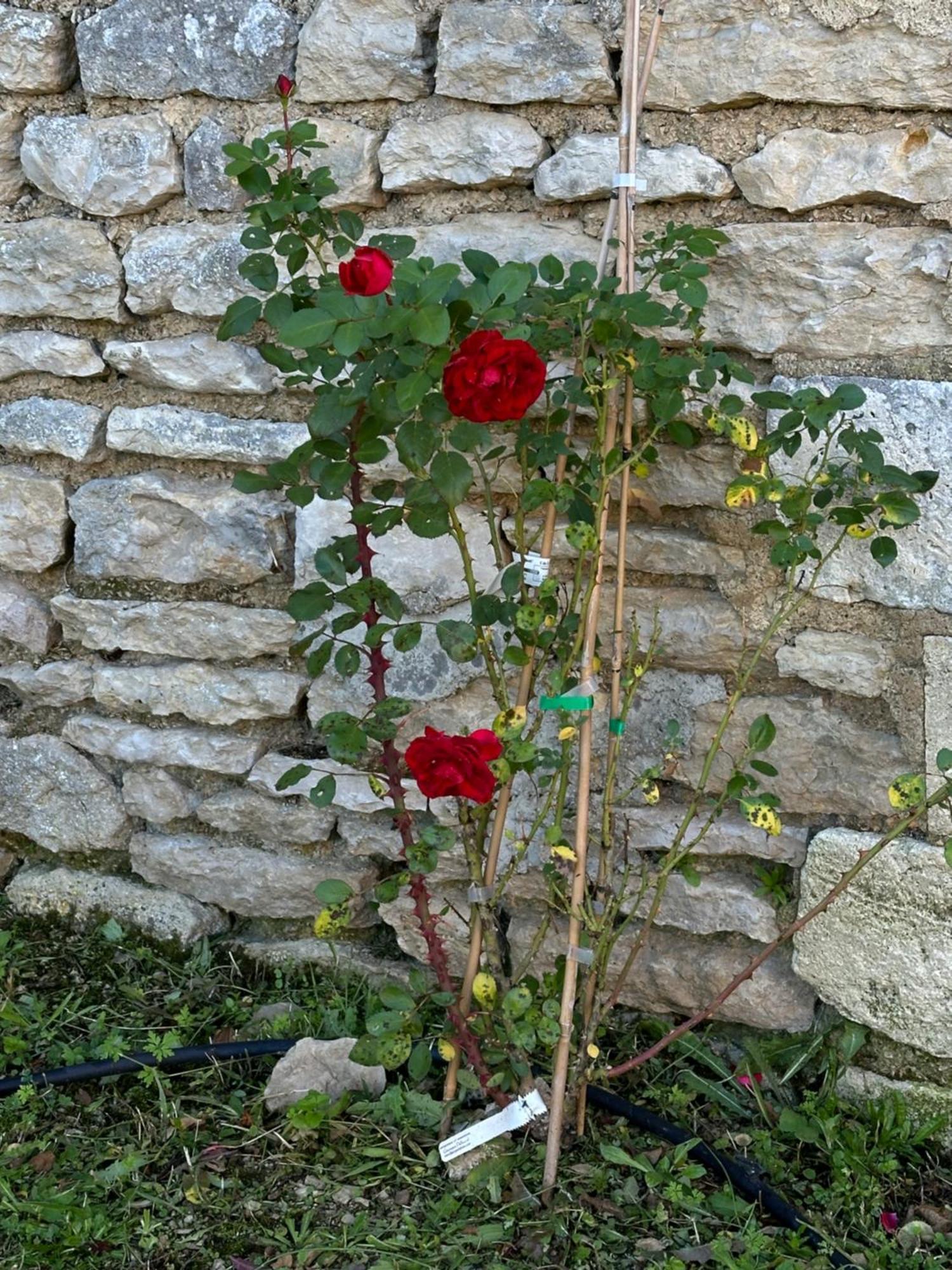 The Charming Private Farmhouse At La Grenouillere Puyreaux المظهر الخارجي الصورة